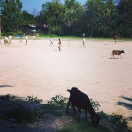 Sunderban Cricket.