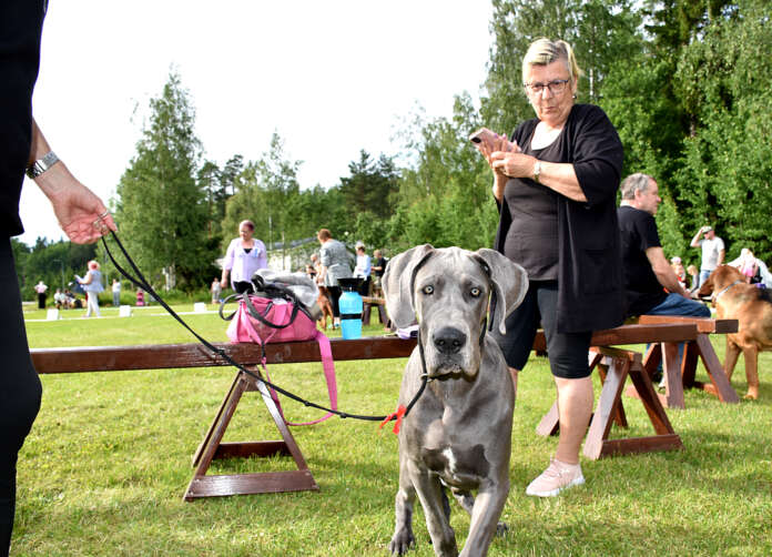 Koiranäyttelyssä oli yhteensä 80 koiraa, joista yksi oli muun muassa tämä 5-kuukautinen tanskandokki.
